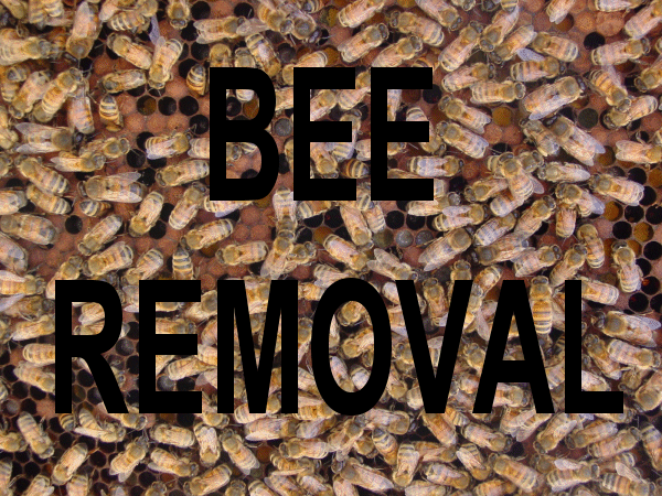 Bee Removal