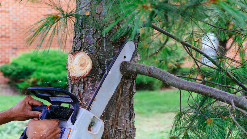 The Main Determinants Of Tree Removal Cost
