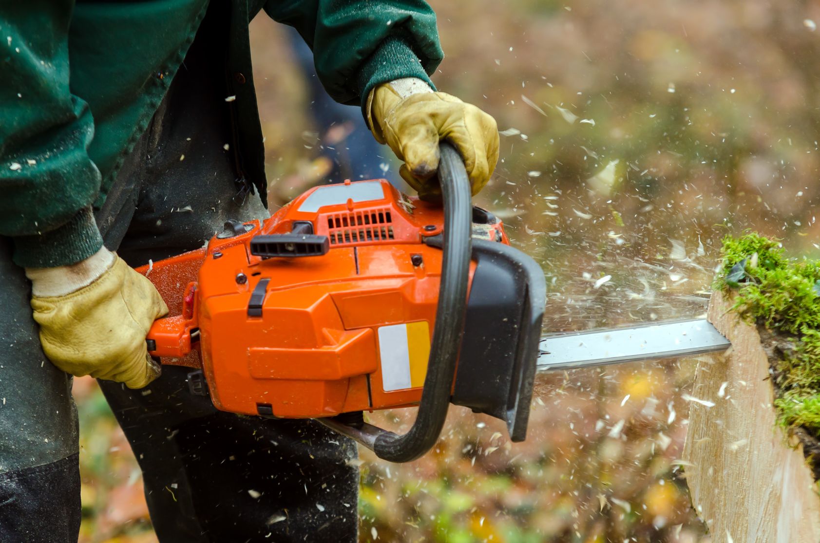 Tips for a Satisfying Stump Grinding Annapolis MD Experience