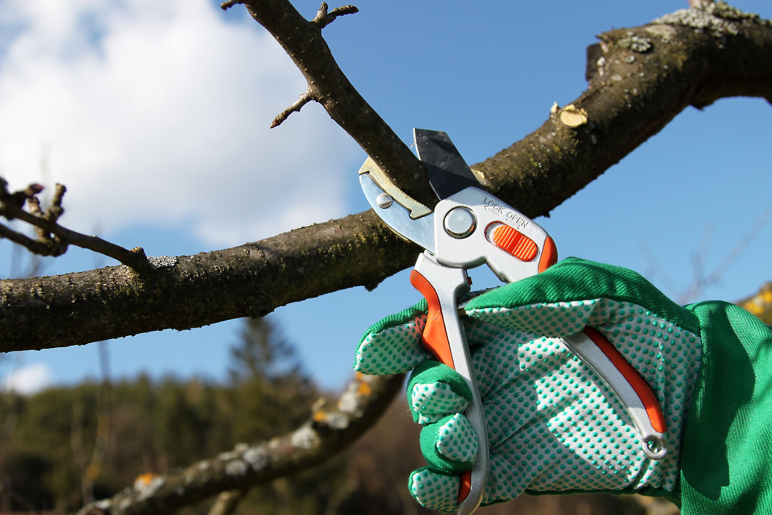 Maintaining Healthy Trees Through Tree Pruning In Naples FL